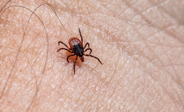 Ticked Off: When a Tick Bite Becomes a Health Emergency”