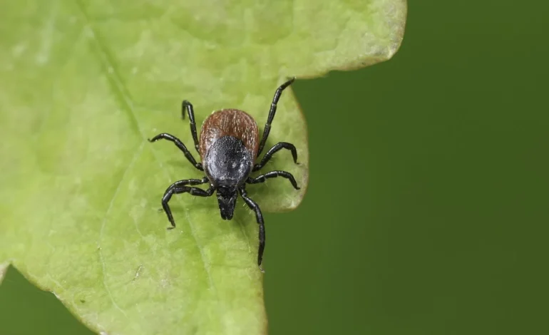 The Silent Struggle: What Lyme Disease Steals From You — And How to Fight Back