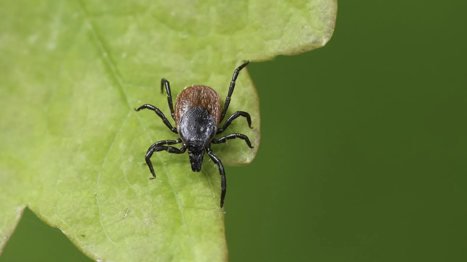 The Silent Struggle: What Lyme Disease Steals From You — And How to Fight Back