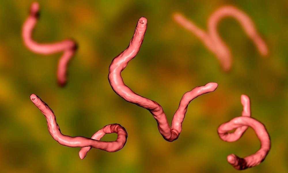 parasite infection symptoms humans