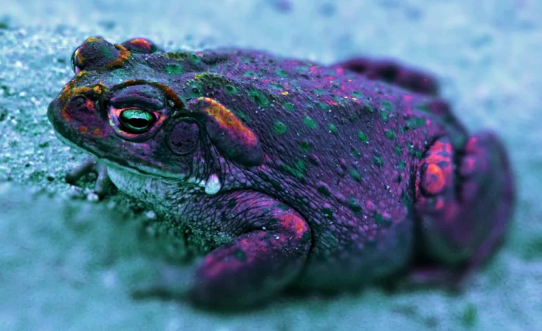 5-MeO-DMT Isn’t What Most People Think It Is