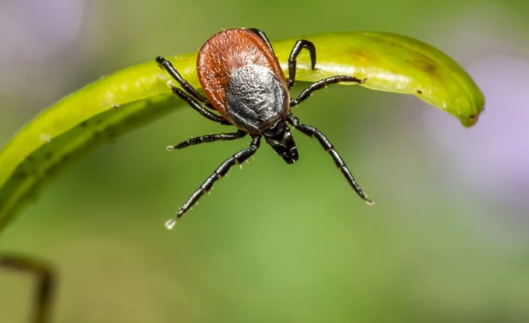 Tick Activity Surges Across the U.S. as Experts Warn of Dangerous 2026 Season