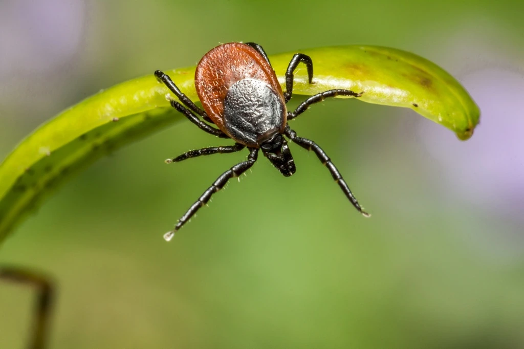 Tick Activity Surges Across the U.S. as Experts Warn of Dangerous 2026 Season