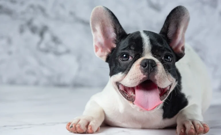Looking for a Dog in 2026 or 2027? Here Are the 10 Most Best Dog Breeds Taking Over American Homes