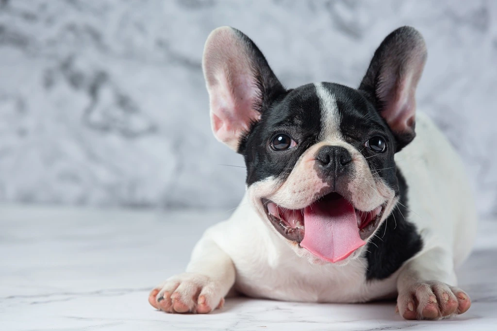 Looking for a Dog in 2026 or 2027? Here Are the 10 Most Best Dog Breeds Taking Over American Homes